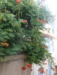 SAM_8872
